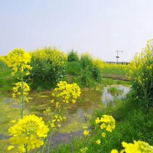 中国最美的油菜花全在这里了 你去过几个？